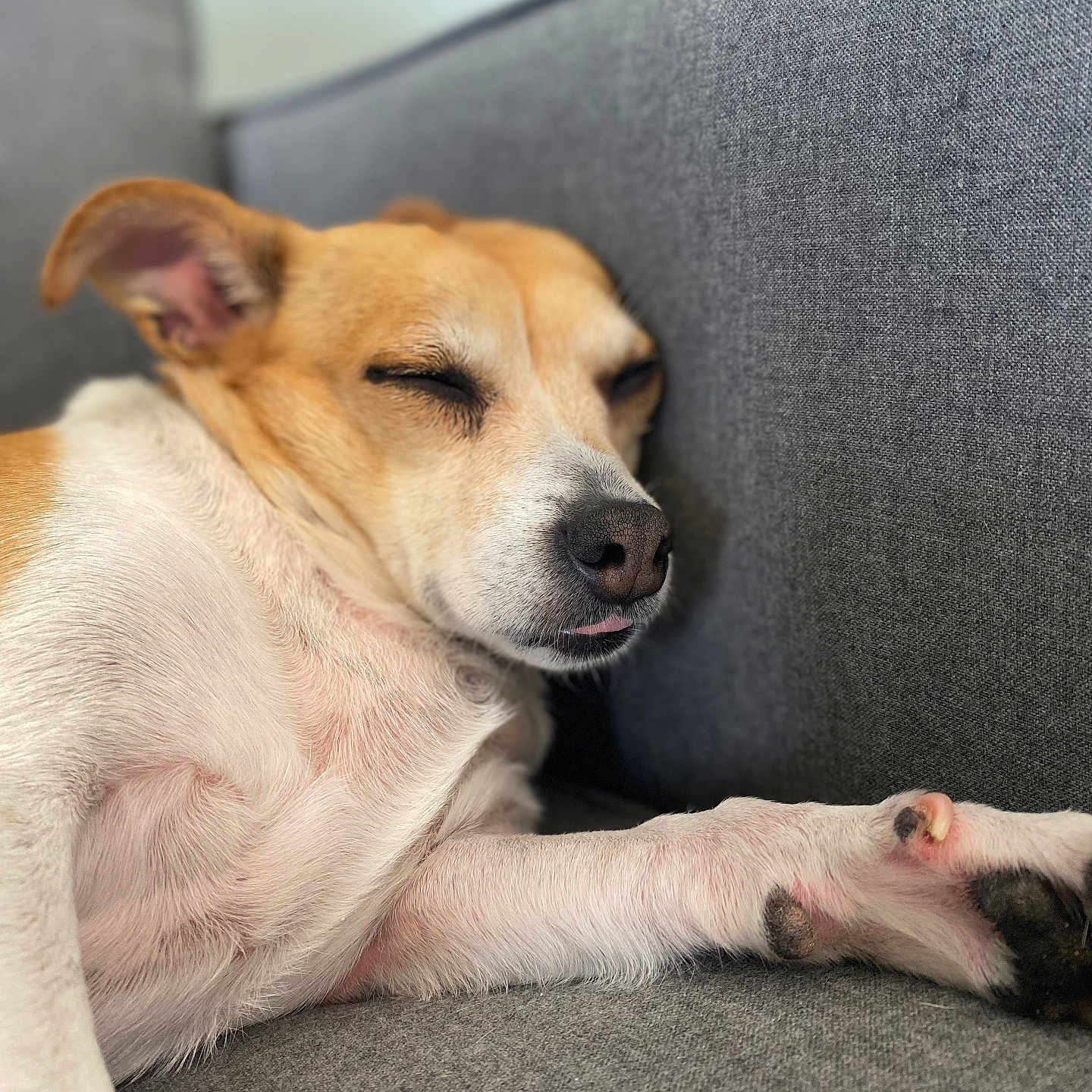 Isabella Aka Chunk joined the competition — help win amazing prizes! animal, brown_fur, canine, close_up, comfortable, companion, couch, cute, dog, domestic_animal, fur, indoor, napping, paw, pet, relaxed, resting, sleeping, snout, white_fur