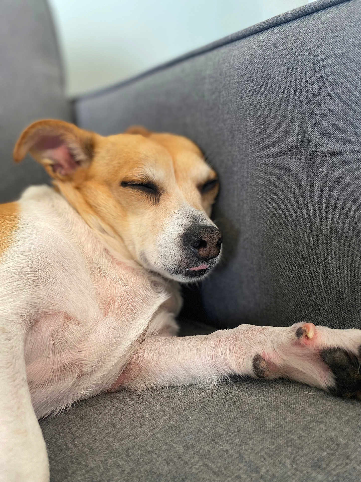 Isabella Aka Chunk joined the competition — help win amazing prizes! dog, sleeping, couch, relaxed, pet, indoor, canine, white_fur, brown_fur, close_up, paw, napping, comfortable, domestic_animal, resting, fur, snout, cute, animal, companion