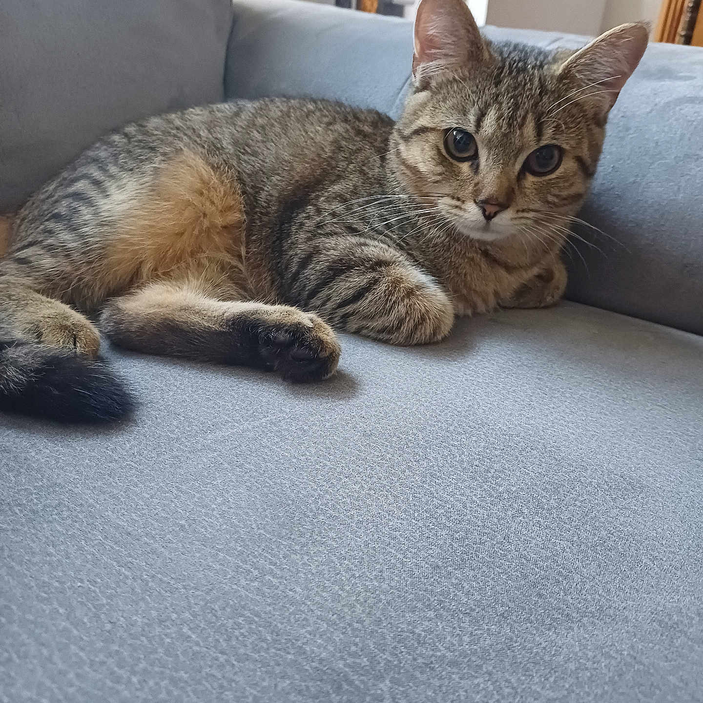 Sheldon