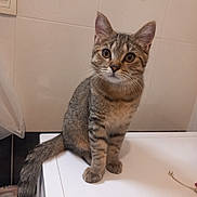 Sheldon a rejoint le concours — aidez-le/la à gagner de superbes lots ! cat, kitten, tabby, animal, pet, feline, sitting, bathroom, bathtub, white, fur, striped_fur, whiskers, ears, eyes, tail, portrait, indoors, cute, alert