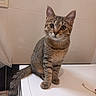 cat, kitten, tabby, animal, pet, feline, sitting, bathroom, bathtub, white, fur, striped_fur, whiskers, ears, eyes, tail, portrait, indoors, cute, alert