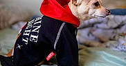 Puppy joined the competition — help win amazing prizes! dog, chihuahua, small_dog, pet, animal, profile, wearing_clothes, hoodie, red_hood, black_outfit, fashionable, sitting, bed, bedroom, indoors, portrait, side_view, short_hair, pointed_ears, cute