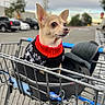 Puppy joined the competition — help win amazing prizes! chihuahua, dog, small_dog, sweater, clothing, shopping_cart, cart, pet, outdoor, parking_lot, vehicle, street, urban, portrait, animal, brown_fur, pointed_ears, sitting, travel, blurred_background