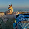 dog, chihuahua, small_dog, pet, animal, sitting, profile, ears, short_hair, beach, seaside, ocean, horizon, outdoor, sunlight, laundry_basket, towel, backpack, travel, dragon_design