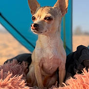 Puppy is registered to the contest to win money with this photo: dog, chihuahua, small_dog, pet, portrait, sitting, ears, large_ears, short_hair, tan_fur, brown_eyes, black_nose, fluffy_blanket, indoors, colorful_background, turquoise, desert, closeup, cute, animal