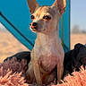 dog, chihuahua, small_dog, pet, portrait, sitting, ears, large_ears, short_hair, tan_fur, brown_eyes, black_nose, fluffy_blanket, indoors, colorful_background, turquoise, desert, closeup, cute, animal
