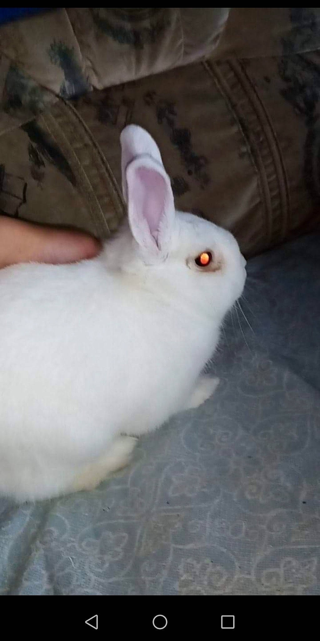 Gabin participe au concours pour gagner de l'argent avec cette photo : domestic_rabbit, ear, hare, rabbit, rabbits_and_hares, skin, snowshoe_hare, tail, whiskers