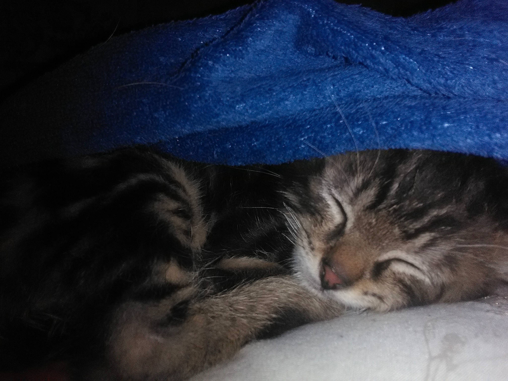 Gabin a rejoint le concours — aidez-le/la à gagner de superbes lots ! carnivore, cat, cloud, domestic_short_haired_cat, european_shorthair, eye, felidae, fur, kitten, nap, night, norwegian_forest_cat, nose, paw, polydactyl_cat, sky, sleep, small_to_medium_sized_cats, tabby_cat, whiskers