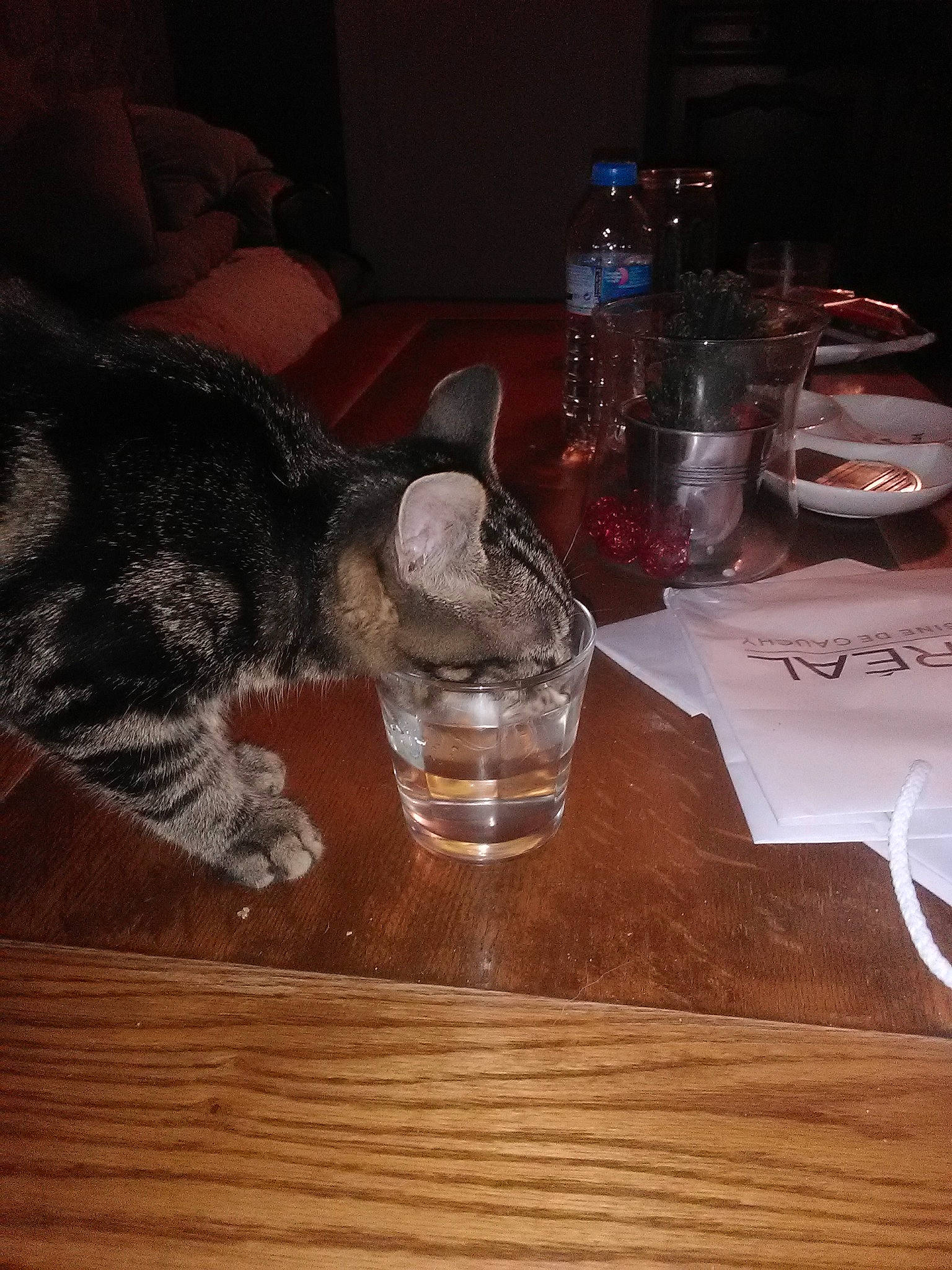 Gabin participe au concours pour gagner de l'argent avec cette photo : american_shorthair, carnivore, cat, domestic_short_haired_cat, drink, drinking, felidae, glass, small_to_medium_sized_cats, table, tail, whiskers