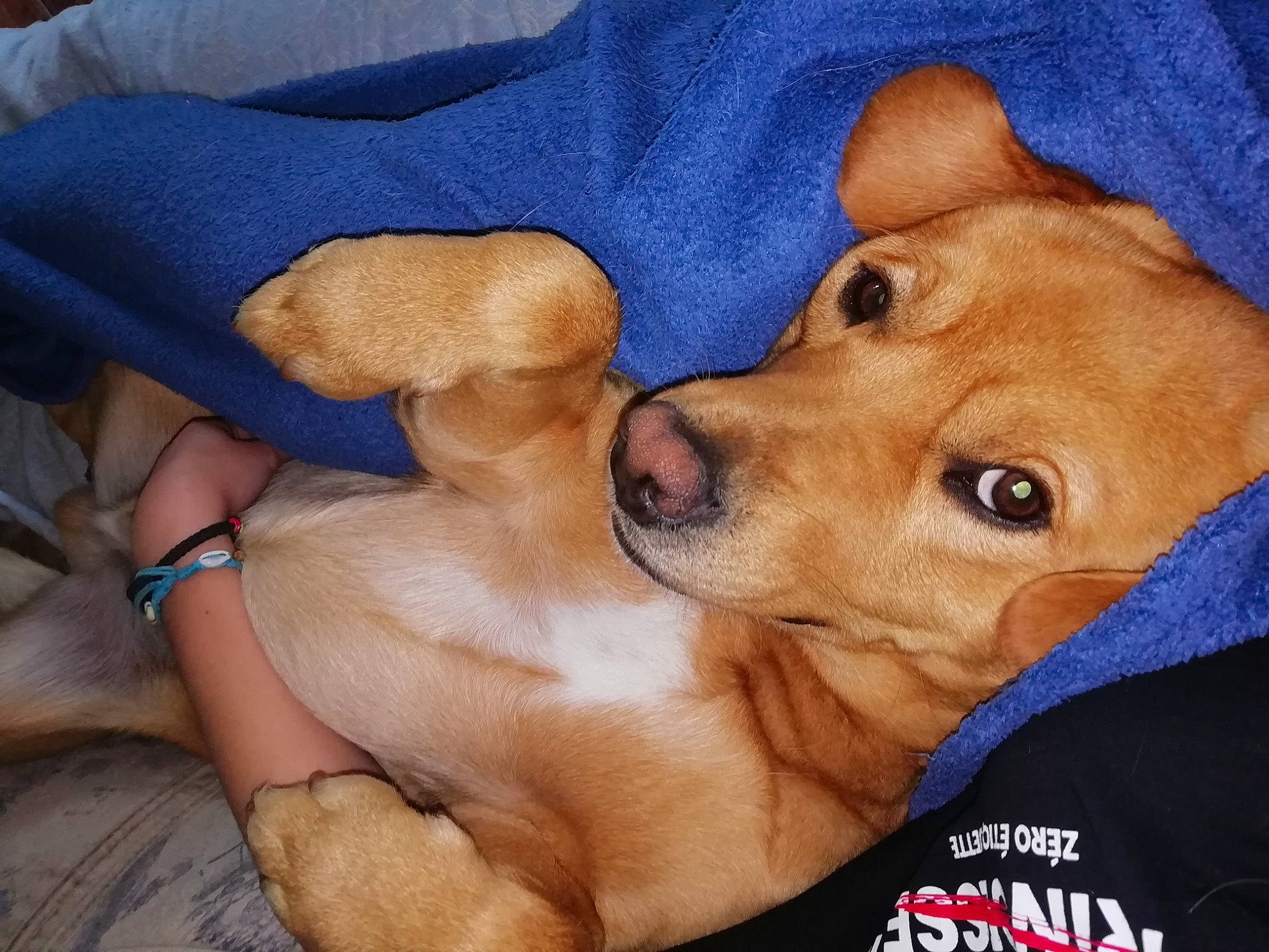 Oscar a rejoint le concours — aidez-le/la à gagner de superbes lots ! beagador, broholmer, canidae, carnivore, companion_dog, dog, dog_breed, ear, fawn, mammal, muscle, nose, photo_caption, puppy, puppy_love, rare_breed_dog, rhodesian_ridgeback, snout, sporting_group, vertebrate