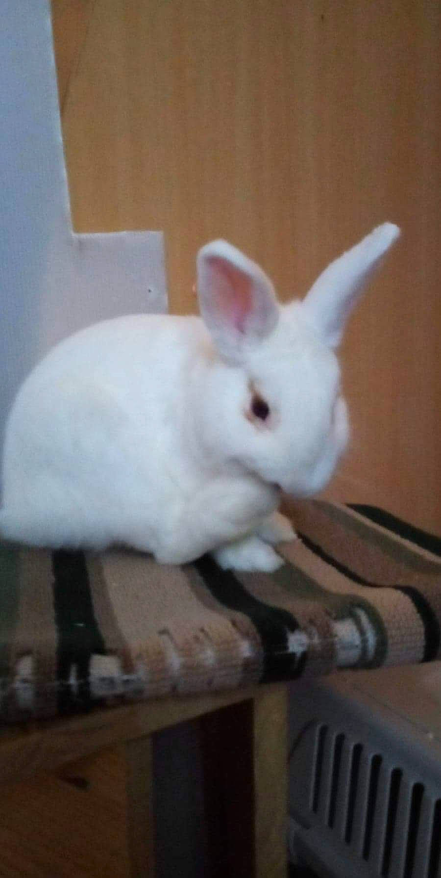 Diego a rejoint le concours — aidez-le/la à gagner de superbes lots ! domestic_rabbit, ear, fawn, hare, rabbit, rabbits_and_hares, skin, whiskers