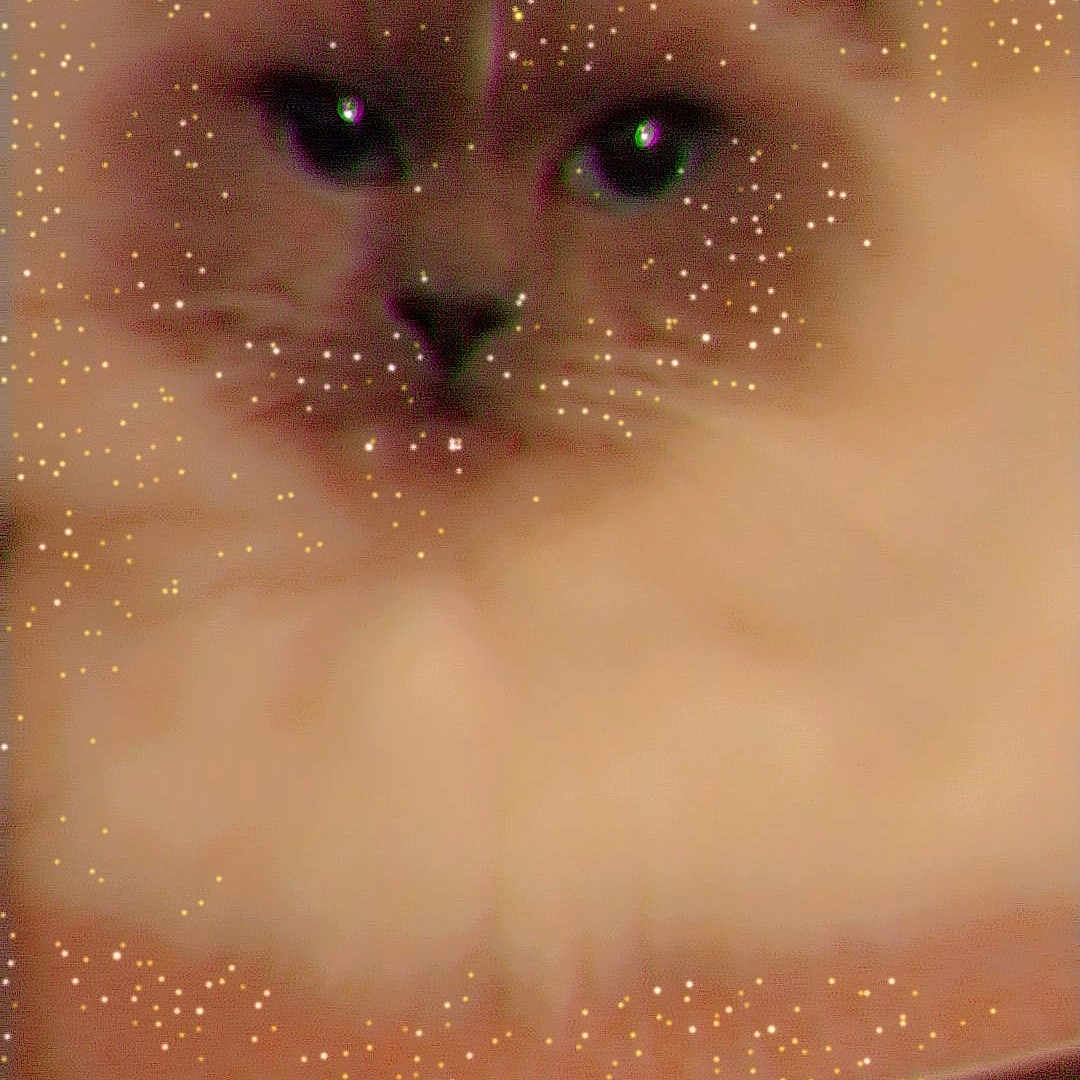 Iris participe au concours pour gagner de l'argent avec cette photo : abyssinian, angora, animal, blackcat, cat, face, glitter, head, kitten, manx, person, pet, siamese