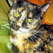 Beautiful is registered to the contest to win money with this photo: cat, tortoiseshell, green_eyes, fur, whiskers, close_up, pet, animal, domestic_cat, indoor, portrait, feline, curious, calm, orange, black, white, background, green