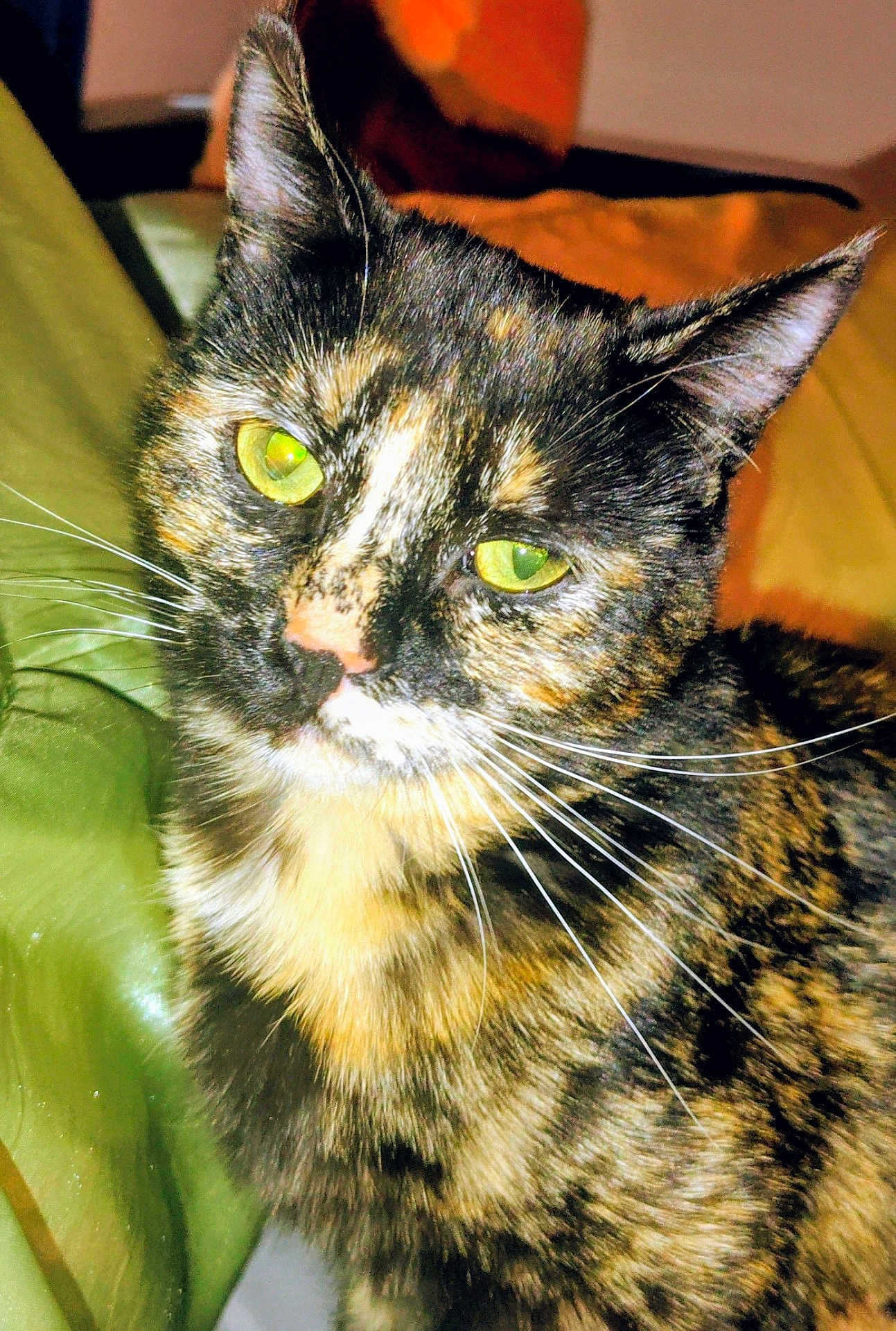 Beautiful is registered to the contest to win money with this photo: cat, tortoiseshell, green_eyes, fur, whiskers, close_up, pet, animal, domestic_cat, indoor, portrait, feline, curious, calm, orange, black, white, background, green