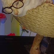 Cruz joined the competition — help win amazing prizes! animal, basket, beige_cat, cat, closeup, cozy, decor, feline, floral_background, furniture, glasses, indoor, pet, quirky, relaxed, resting, round_glasses, screen, sleepy, wooden_stand
