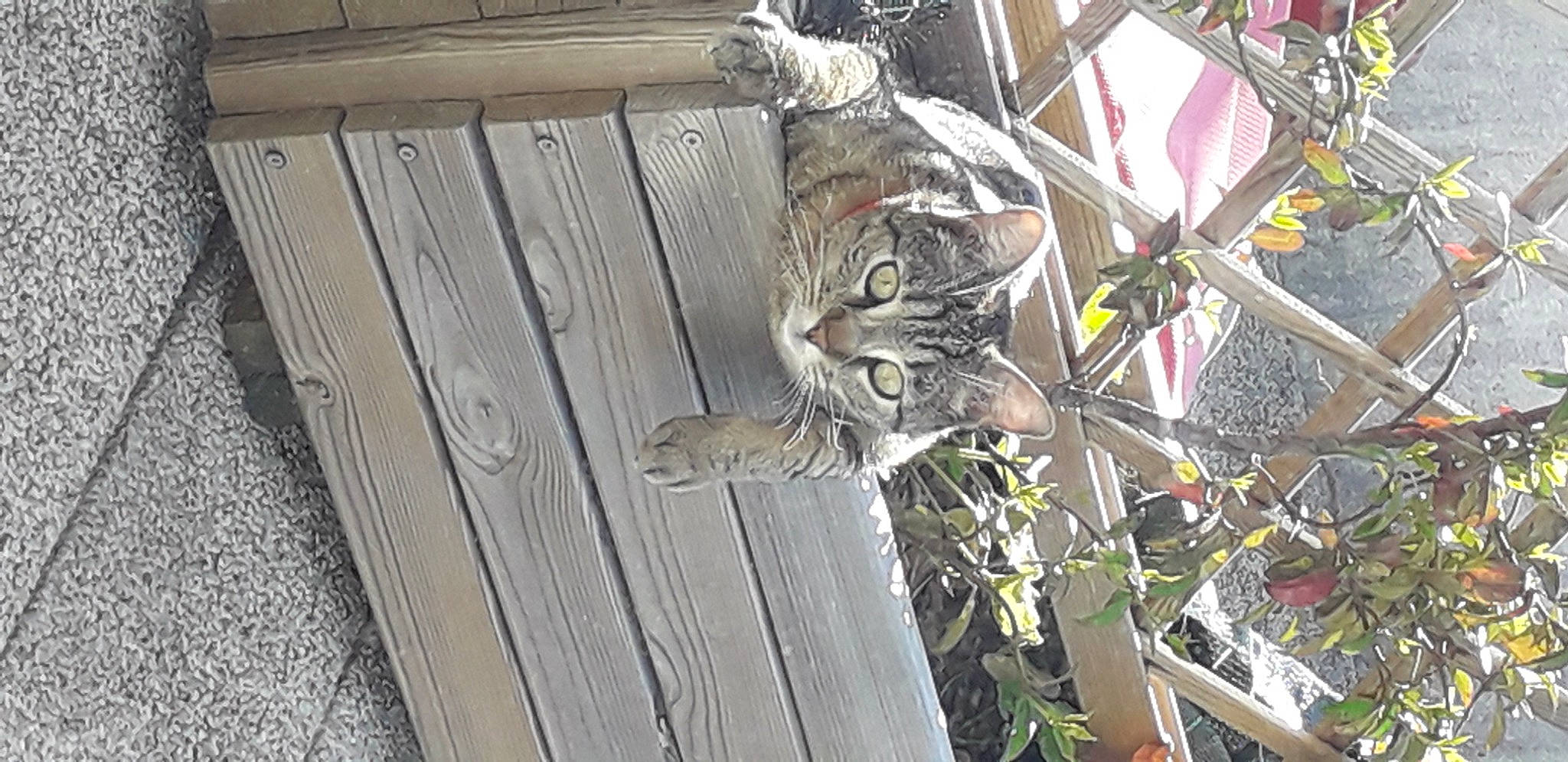 Miky a rejoint le concours — aidez-le/la à gagner de superbes lots ! carnivore, cat, domestic_short_haired_cat, door, felidae, flower, flowerpot, fur, hardwood, metal, plank, plant, small_to_medium_sized_cats, tail, terrestrial_animal, tree, twig, whiskers, wood, wood_stain