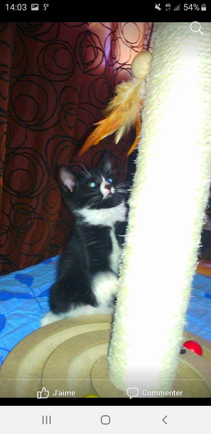 Luffy a rejoint le concours — aidez-le/la à gagner de superbes lots ! american_curl, carnivore, cat, domestic_long_haired_cat, domestic_short_haired_cat, felidae, fur, kitten, mammal, norwegian_forest_cat, polydactyl_cat, ragamuffin, small_to_medium_sized_cats, tail, whiskers