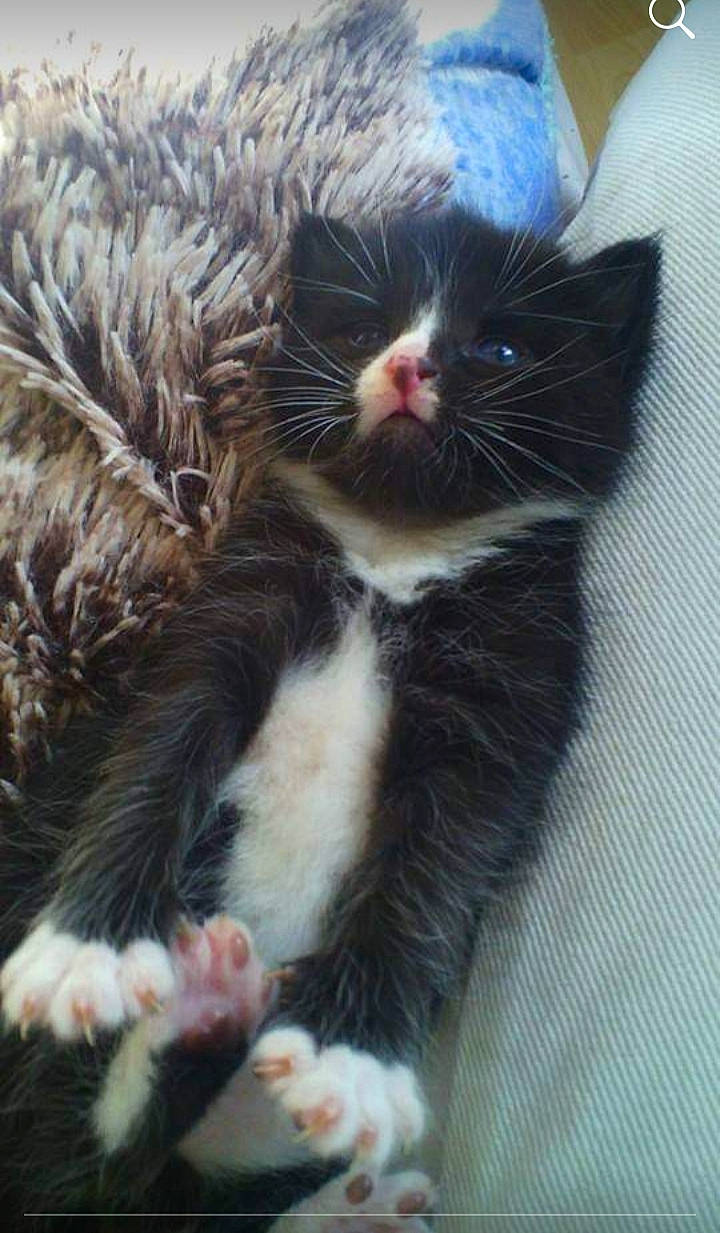 Luffy participe au concours pour gagner de l'argent avec cette photo : american_wirehair, carnivore, cat, claw, domestic_short_haired_cat, european_shorthair, felidae, fur, german_rex, kitten, mammal, norwegian_forest_cat, paw, polydactyl_cat, small_to_medium_sized_cats, snout, whiskers