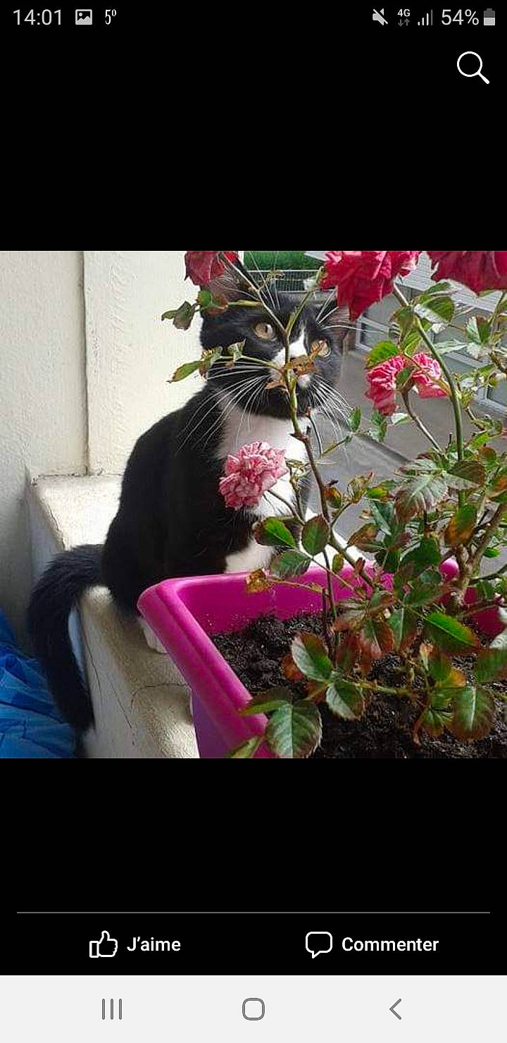 Luffy a rejoint le concours — aidez-le/la à gagner de superbes lots ! anthurium, botany, clematis, floral_design, flower, flowering_plant, herbaceous_plant, houseplant, impatiens, perennial_plant, petal, pink, plant, shrub, spring