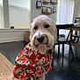 Frederick is registered to the contest to win money with this photo: dog, golden_doodle, hawaiian_shirt, floral_pattern, pineapple_pattern, indoor, living_room, rug, wooden_floor, dining_table, chair, sitting, pet, cute, furry, decor, shelf, window, curtains, modern