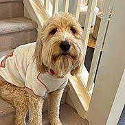 Frederick joined the competition — help win amazing prizes! dog, goldendoodle, pet, stairs, carpet, indoor, white_shirt, fur, cute, animal, canine, home, living_room, furniture, portrait, sitting, friendly, domestic, cozy, looking