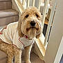 dog, goldendoodle, pet, stairs, carpet, indoor, white_shirt, fur, cute, animal, canine, home, living_room, furniture, portrait, sitting, friendly, domestic, cozy, looking