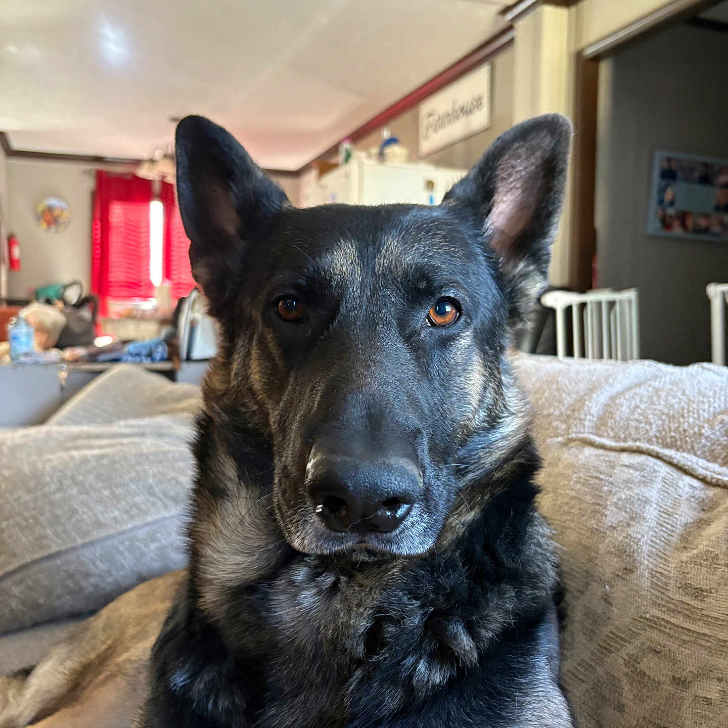 Roscoe is registered to the contest to win money with this photo: animal, architecture, art, building, canine, chair, couch, cushion, dog, furniture, germanshepherd, homedecor, indoors, livingroom, painting, person, pet, policedog, puppy, room