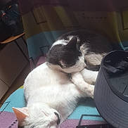 Moumousse a rejoint le concours — aidez-le/la à gagner de superbes lots ! animal, black_and_white, blanket, cap, cat, comfortable, cozy, cute, domestic, fur, indoor, nap, pet, quiet, relaxing, remote_control, resting, sleeping, soft, two_cats