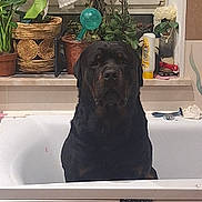 Oslo participe au concours pour gagner de l'argent avec cette photo : dog, rottweiler, bathtub, bathroom, plants, window, curtains, potted_plants, decorations, sea_creature_art, turtle, octopus, black_dog, pet, indoor, houseplant, window_sill, bathtub_rim, cleaning_supplies, animal