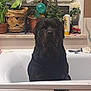 dog, rottweiler, bathtub, bathroom, plants, window, curtains, potted_plants, decorations, sea_creature_art, turtle, octopus, black_dog, pet, indoor, houseplant, window_sill, bathtub_rim, cleaning_supplies, animal