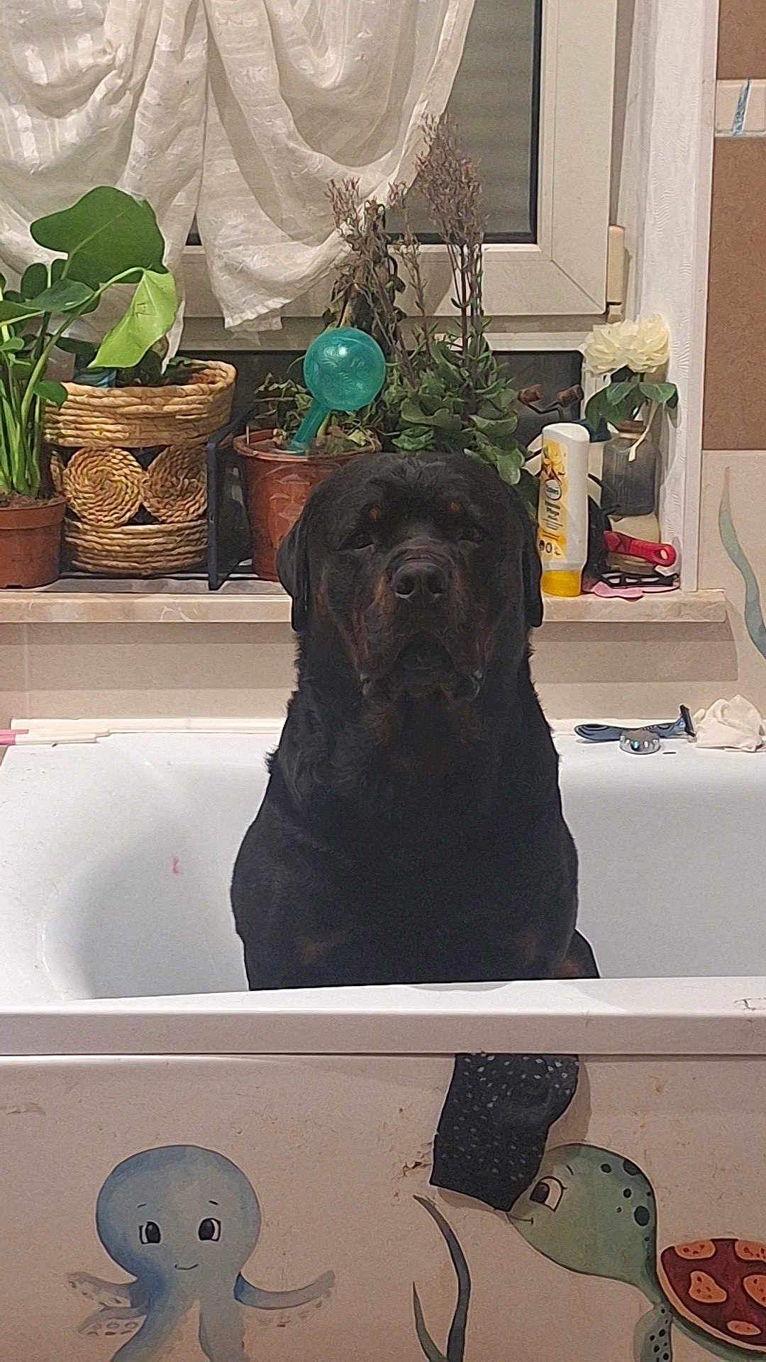 Oslo participe au concours pour gagner de l'argent avec cette photo : dog, rottweiler, bathtub, bathroom, plants, window, curtains, potted_plants, decorations, sea_creature_art, turtle, octopus, black_dog, pet, indoor, houseplant, window_sill, bathtub_rim, cleaning_supplies, animal