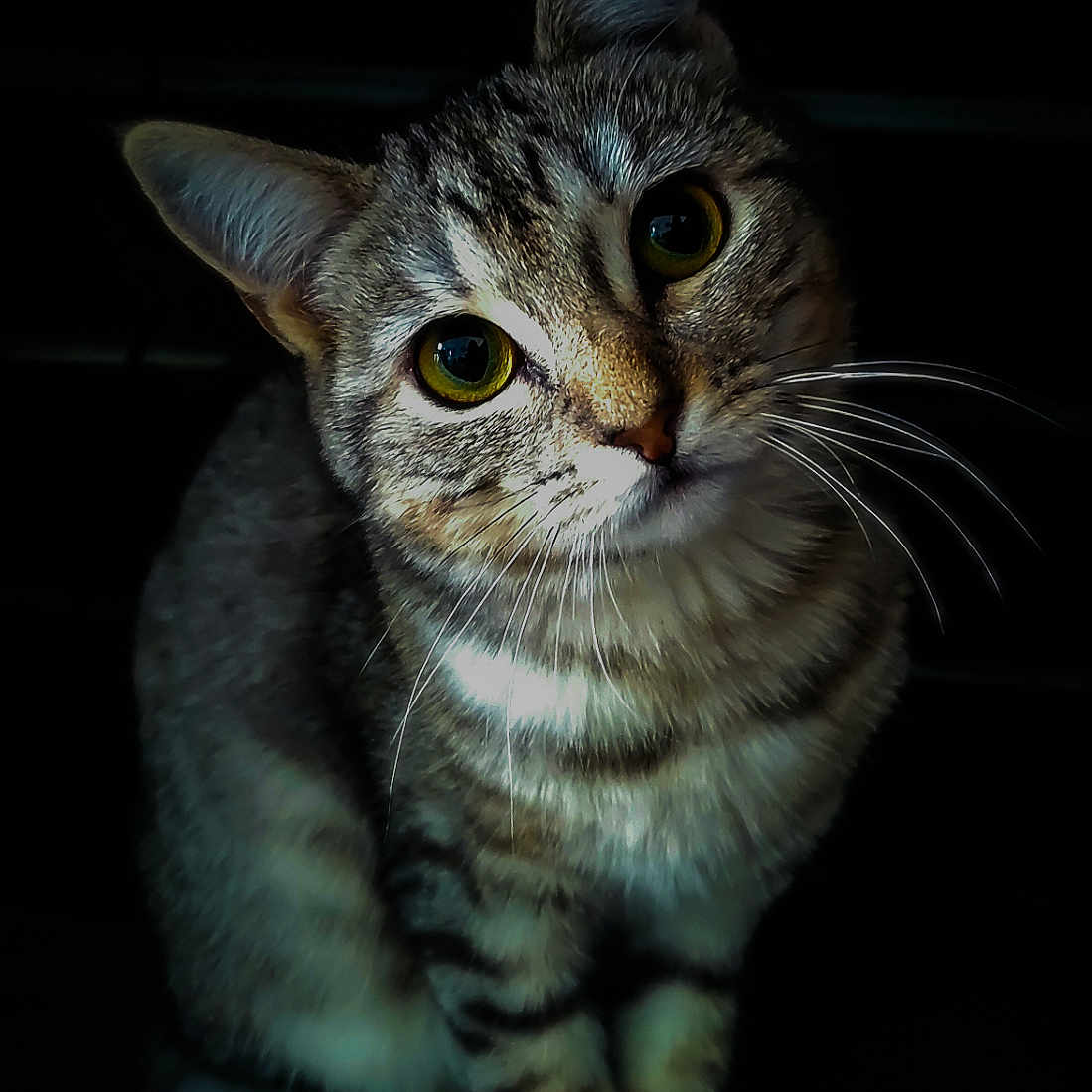 Nairobi participe au concours pour gagner de l'argent avec cette photo : animal, cat, close_up, curious, cute, dark_background, domestic_animal, feline, fur, indoor, looking_at_camera, pet, portrait, sitting, small, soft_light, stripes, tabby, whiskers, yellow_eyes