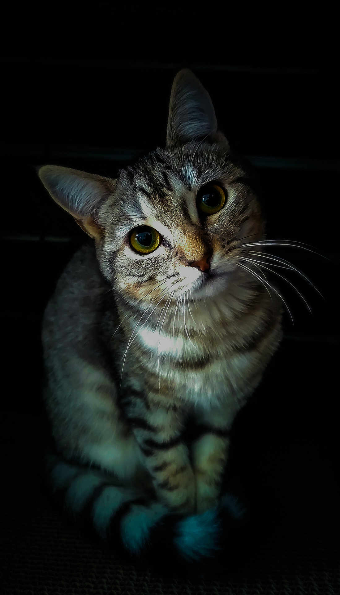Nairobi participe au concours pour gagner de l'argent avec cette photo : cat, tabby, animal, pet, whiskers, fur, yellow_eyes, curious, portrait, indoor, dark_background, close_up, feline, stripes, sitting, cute, domestic_animal, looking_at_camera, soft_light, small