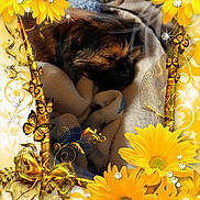 Lenny joined the competition — help win amazing prizes! puppy, dog, sleeping, blanket, yellow_flowers, butterflies, sparkles, decorative_frame, cozy, soft, fur, nap, cute, resting, animal, pet, closeup, indoors, warm, adorable