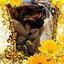 puppy, dog, sleeping, blanket, yellow_flowers, butterflies, sparkles, decorative_frame, cozy, soft, fur, nap, cute, resting, animal, pet, closeup, indoors, warm, adorable