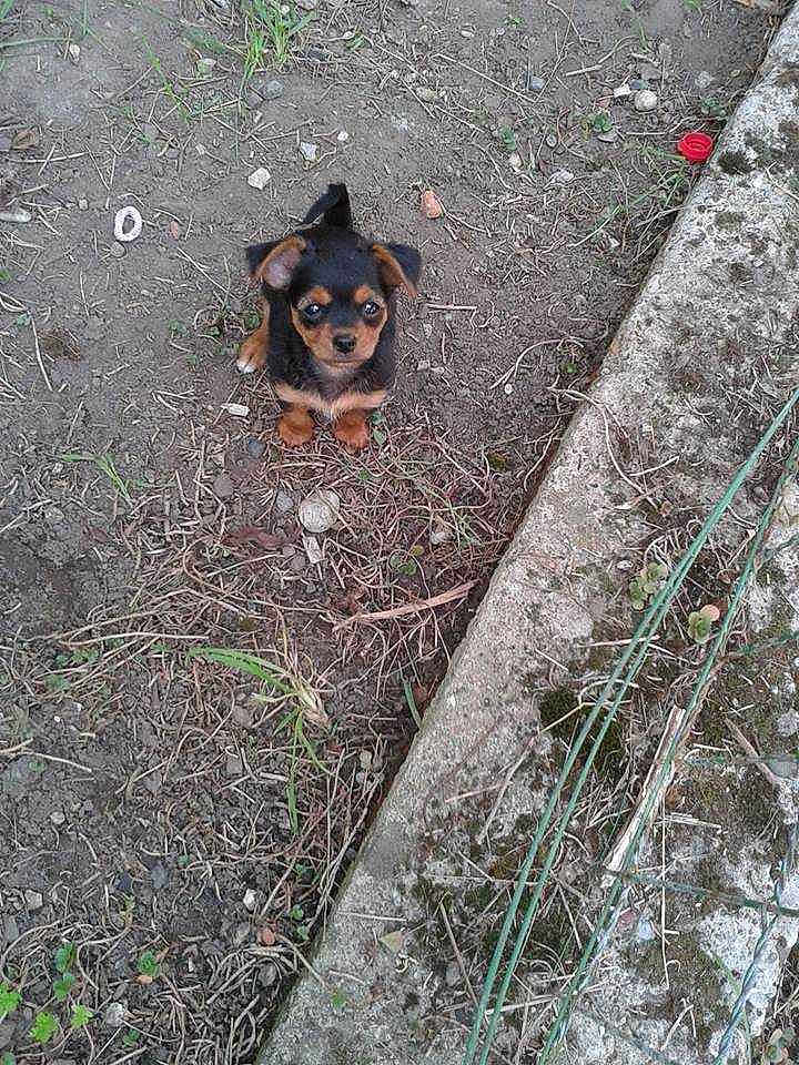 NALLA