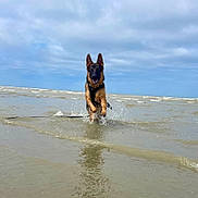 Zola a rejoint le concours — aidez-le/la à gagner de superbes lots ! dog, german_shepherd, water, beach, splash, ocean, sky, cloudy, animal, running, canine, outdoor, playful, pet, summer, nature, motion, happy, jumping, wet