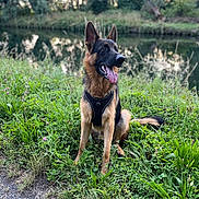 Zola a rejoint le concours — aidez-le/la à gagner de superbes lots ! dog, german_shepherd, canine, grass, river, water, outdoor, nature, animal, pet, sitting, happy, tongue_out, ears_up, greenery, daylight, fur, leash, harness, path