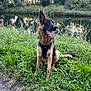 dog, german_shepherd, canine, grass, river, water, outdoor, nature, animal, pet, sitting, happy, tongue_out, ears_up, greenery, daylight, fur, leash, harness, path