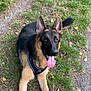 dog, german_shepherd, canine, pet, animal, outdoor, grass, path, nature, tongue_out, ears_up, happy, lying_down, muzzle, fur, black_and_tan, harness, summer, daylight, playful