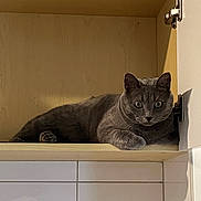 Gizmo joined the competition — help win amazing prizes! cat, gray_cat, feline, pet, indoor, wooden_cabinet, kitchen, tile_wall, relaxed, curious, animal, mammal, resting, shelf, door_hinge, domestic_animal, cute, cozy, hidden, portrait