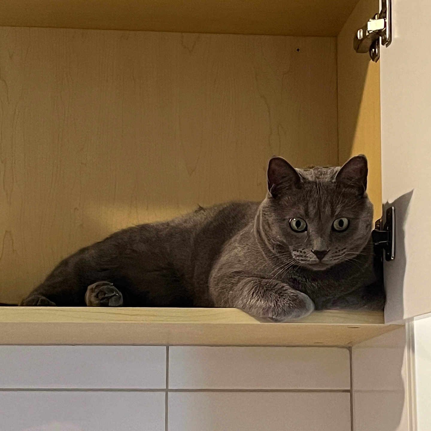 Gizmo