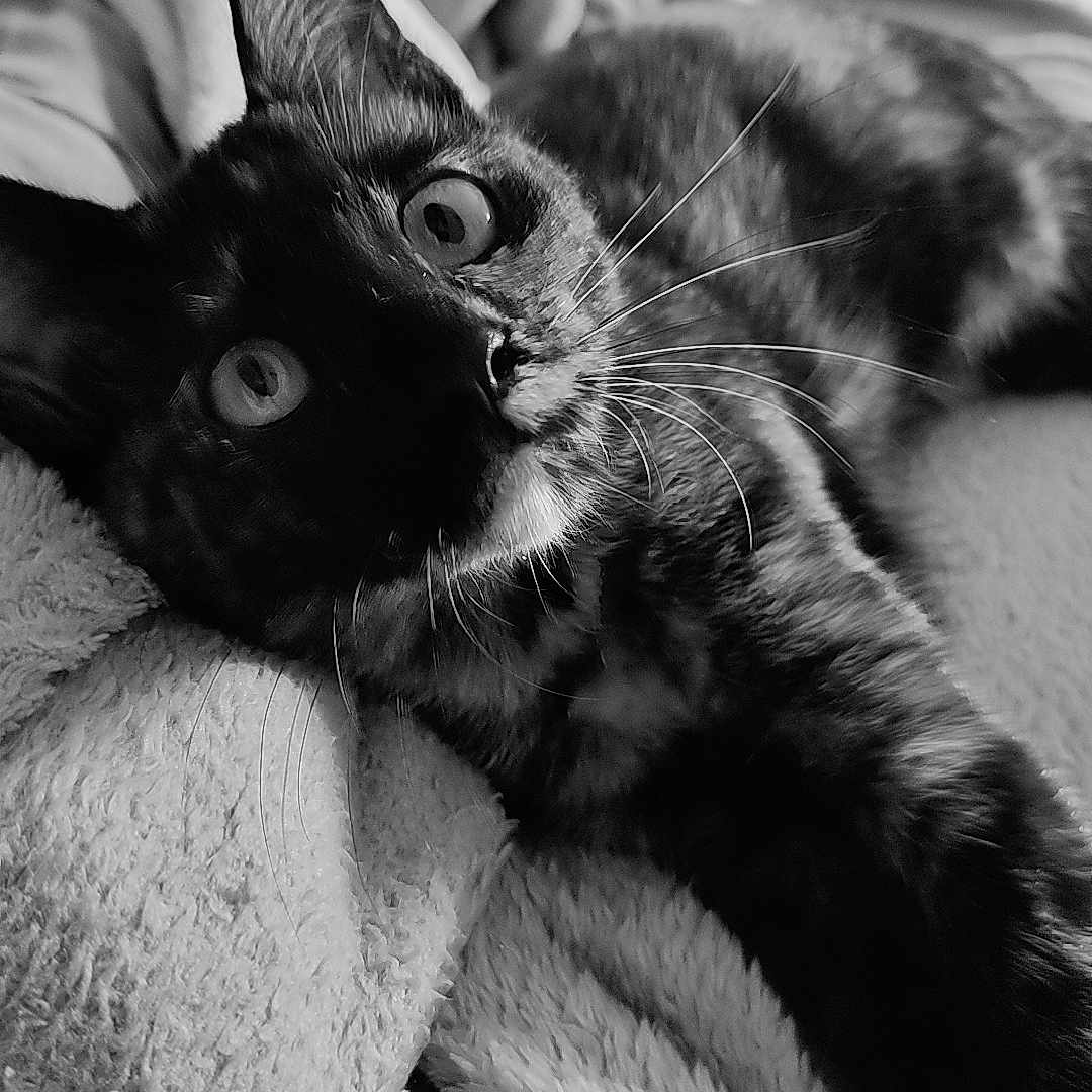 Violette participe au concours pour gagner de l'argent avec cette photo : abyssinian, adult, animal, bed, blackcat, blanket, cat, couch, furniture, kitten, male, man, manx, person, pet, quilt, siamese, towel