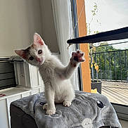 Apy participe au concours pour gagner de l'argent avec cette photo : kitten, cat, paw, blanket, indoor, window, sunlight, cute, pet, curious, playful, feline, domestic_animal, soft, gray, pink_nose, young, fur, whiskers, home