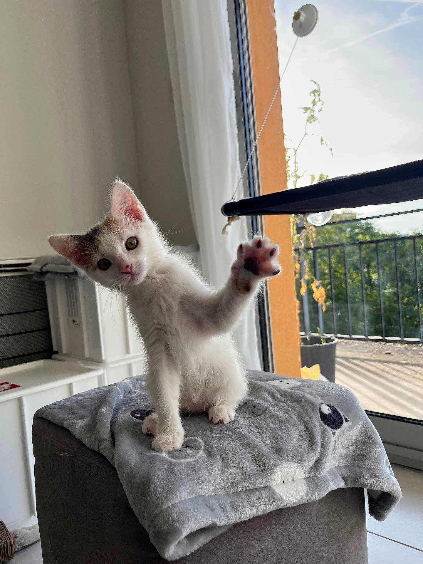 Apy participe au concours pour gagner de l'argent avec cette photo : kitten, cat, paw, blanket, indoor, window, sunlight, cute, pet, curious, playful, feline, domestic_animal, soft, gray, pink_nose, young, fur, whiskers, home
