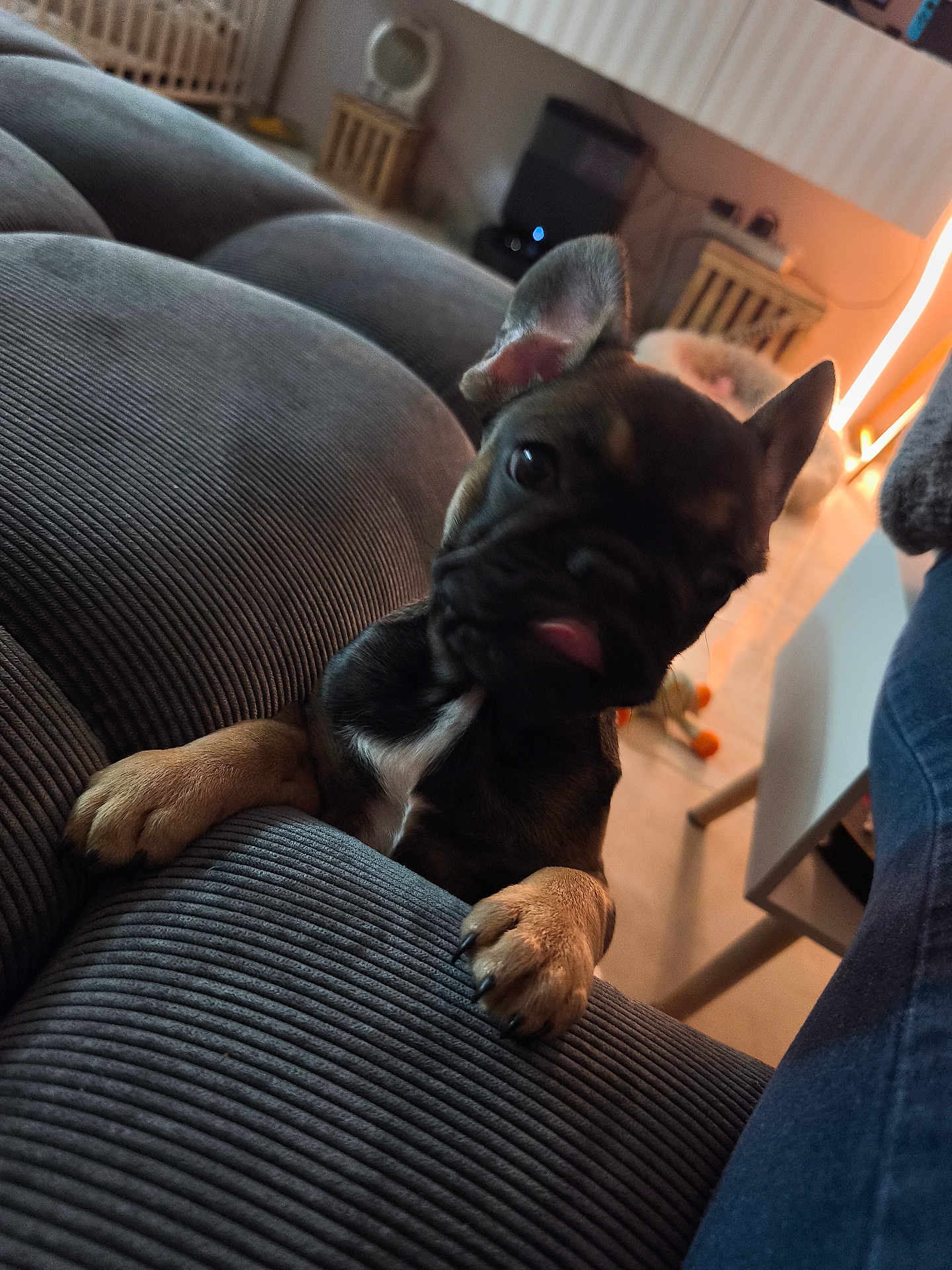Izy a rejoint le concours — aidez-le/la à gagner de superbes lots ! puppy, dog, pet, indoor, couch, texture, paw, curious, head_tilt, tongue_out, living_room, furniture, toy, warm_lighting, cozy, floor, home, playful, animal, canine