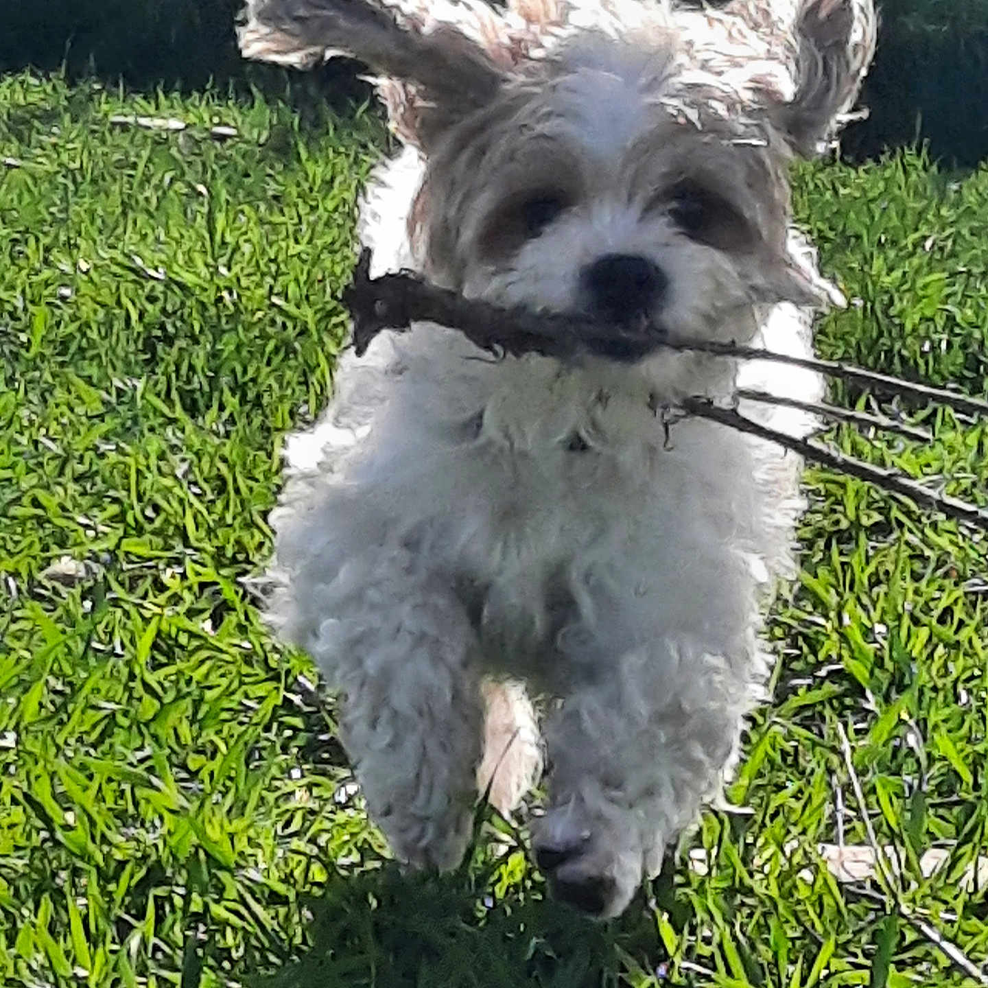 Bella