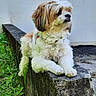 animal, calm, canine, cute, dog, fluffy, fur, garden, grass, greenery, ledge, moss, nature, outdoor, paw, pet, portrait, relaxed, side_view, stone