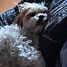 Bella participe au concours pour gagner de l'argent avec cette photo : animal, closeup, comfort, companion, cozy, cuddly, cute, dog, fluffy, fur, home, indoor, pet, pillow, portrait, relaxation, resting, sleepy, soft, white