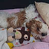 Bella participe au concours pour gagner de l'argent avec cette photo : animal, bed, blanket, canine, comfortable, cozy, cute, dog, fur, indoor, lying_down, pet, pillow, puppy, relaxed, resting, sleeping, small_dog, soft, stuffed_toy